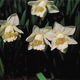 2011-03-25 花の家 八重咲きスイセン