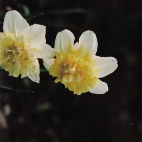 2011-03-25 花の家 ラッパスイセン