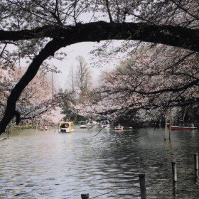 2003-04-01 東京都武蔵野市 井の頭公園 桜の幹のアーチと池