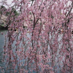 2003-04-01 東京都武蔵野市 井の頭公園 枝垂れ桜