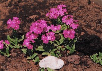 2010-04-26 花の家 畑のサクラソウ