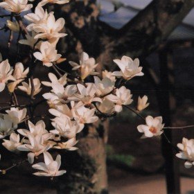 2011-03-29 花の家 咲いているハクモクレン・拡大