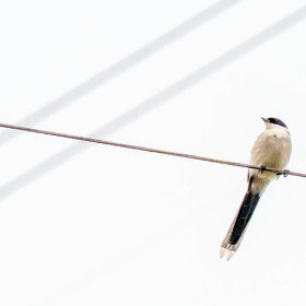 2025-05-18-15;00;55 花の家 東京街道側の電線の上にとまっているオナガ
