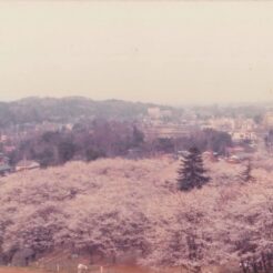 1978-04-01 狭山市桜のある公園<br>桜の咲く公園