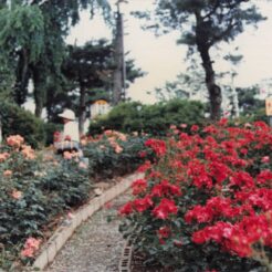 1982-06-01 山形県南陽市 双松公園のバラの咲く道<br>おじいちゃんとおばあちゃんの山形旅行