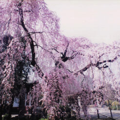 1993-04-01 円成院の枝垂れ桜<br>円成院の枝垂れ桜