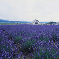 1993-07-20 富良野<br>富良野 ラベンダー畑