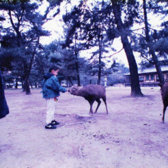 1994-01-06 おばあちゃんが見守る中で奈良公園の鹿に餌をあげるCOTA<br>奈良公園で餌をあげるCOTAとそれを見守るおばあちゃん