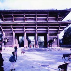 1994-01-06 東大寺南大門の前でCOTA<br>東大寺南大門の前で鹿をみるCOTA