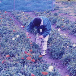 1994-03-06 千葉でポピーなど花摘み<br>いちご狩りに行ったときにしたポピーなどの花摘み