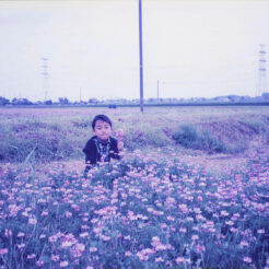 1994-05-15 河内町のコスモス<br>秋桜畑