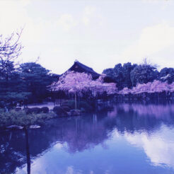 1995-04-12 平安神宮の桜<br>平安神宮の桜