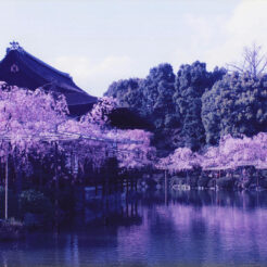 1995-04-12 平安神宮の桜<br>平安神宮の桜