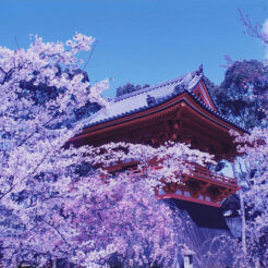 1995-04-12 仁和寺の桜<br>京都 仁和寺の満開の桜