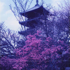 1995-04-12 醍醐寺と桜<br>醍醐寺と桜