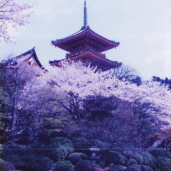 1995-04-12 清水寺の桜<br>清水寺の桜