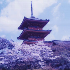1995-04-12 清水寺の桜<br>清水寺の桜