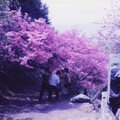 1995-04-21 長瀞・岩根山 ツツジ<br>長瀞・岩根山 つつじ