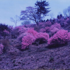 1995-04-21 長瀞・岩根山 ツツジ<br>長瀞・岩根山 つつじ