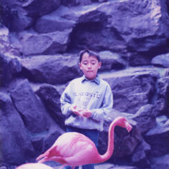 1996-03-28 シャボテン公園<br>伊豆のシャボテン公園のフラミンゴと