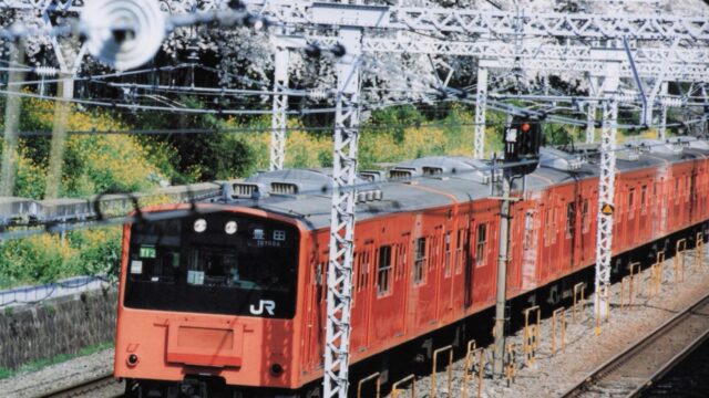 サクラ