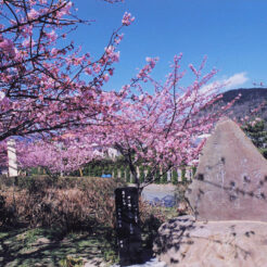 1999-02-23 河津<br>河津川の河津桜