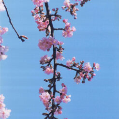 1999-02-23 河津桜<br>河津川の河津桜