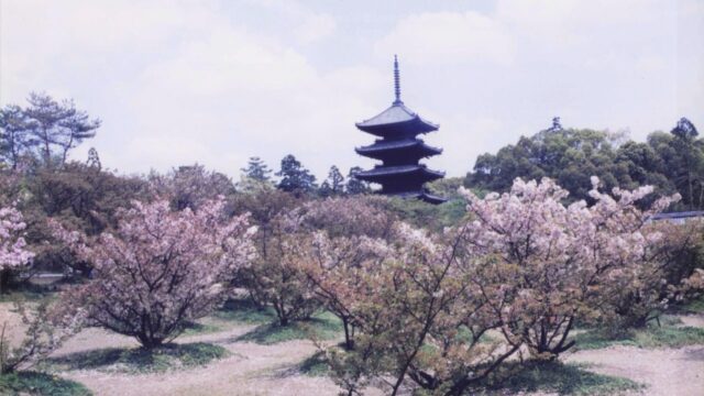 サクラ