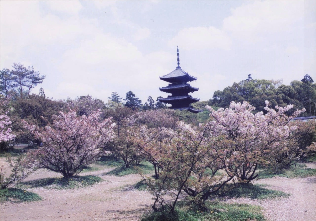 サクラ