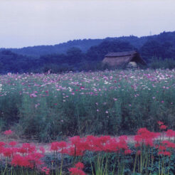 1999-09-06 巾着田<br>巾着田の曼珠沙華