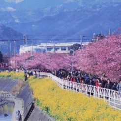 2000-02-28 河津川と河津桜<br>河津川と桜