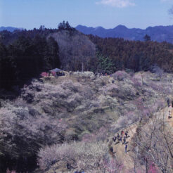 2000-03-18 吉野梅郷の梅<br>吉野梅郷の梅のある景色