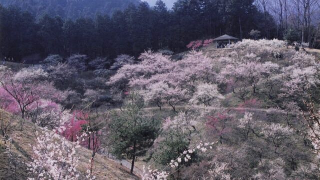 ウメ