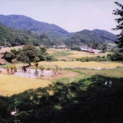 2000-09-21 日向薬師 のどかな風景と山々<br>日向薬師デ ヒガン花満開 神奈川県日向（ヒナタ）薬師 田園風景デヒガン花 満開