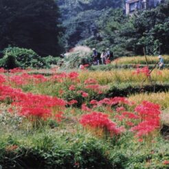 2000-09-21 日向薬師 彼岸花の写真を撮る人々<br>日向薬師デ ヒガン花満開 神奈川県日向（ヒナタ）薬師 田園風景デヒガン花 満開