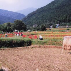 2000-09-21 日向薬師 田園風景・畑と彼岸花を見に集う人々<br>日向薬師デ ヒガン花満開 神奈川県日向（ヒナタ）薬師 田園風景デヒガン花 満開