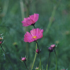 2000-10-24 昭和記念公園のコスモス<br>秋桜