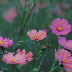 2000-10-24 昭和記念公園のコスモス<br>秋桜