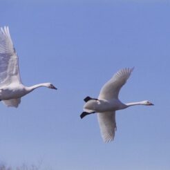 2001-01-06 本埜村 庭の白鳥が飛ぶ空<br>本埜村（水田）デ 大小ハクチヨウ 大小ハクチヨウ220羽 晴天の水田デよくとんだ