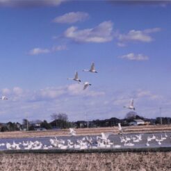 2001-01-06 本埜村 水辺と空の白鳥<br>本埜村（水田）デ 大小ハクチヨウ 大小ハクチヨウ220羽 晴天の水田デよくとんだ