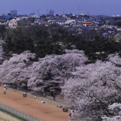 2001-04-07 村山貯水池の桜と住宅地<br>村山貯水池の桜