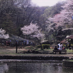 2001-04-07 村山貯水池の桜<br>公園の桜