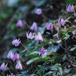 2001-04-07 カタクリ<br>武蔵村山市六道山公園の片栗