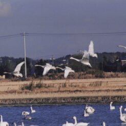 2001-12-11 本埜村 水田と飛び交う白鳥<br>白鳥