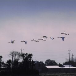 2002-01-30 本埜村 村の上を飛ぶ白鳥<br>白鳥