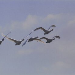 2002-01-30 本埜村 空と羽ばたく白鳥<br>白鳥