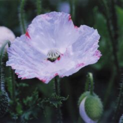 2002-04-01 東京都薬用植物園 ケシ<br>ケシ