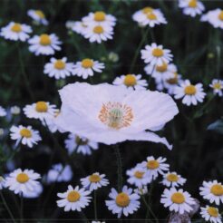 2002-04-01 東京都薬用植物園 白いシベリアヒナゲシとカモミール<br>ケシとカモミール