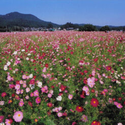 2002-10-13 巾着田のコスモス畑<br>巾着田の秋桜