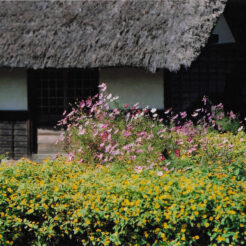 2002-10-13 藁葺き屋根の家とコスモス<br>藁葺屋根の家と秋桜